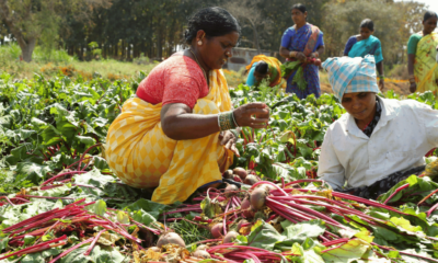 From Fields to Feeds: Indian Village Life Channels on YouTube