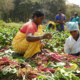 From Fields to Feeds: Indian Village Life Channels on YouTube