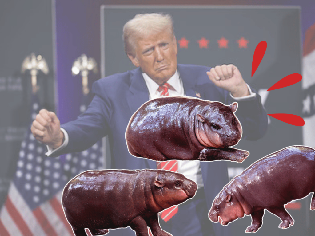 Who Knew The Internets Favourite Hippo Moo Deng Would Predict Trumps Victory